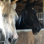 Equineability