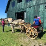 Equineability1