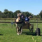 Equineability2