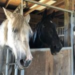 Equineability7