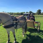 Equineability8