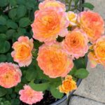 roses 8