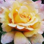 roses14
