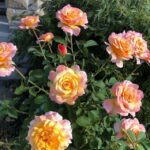 roses15