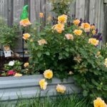 roses16